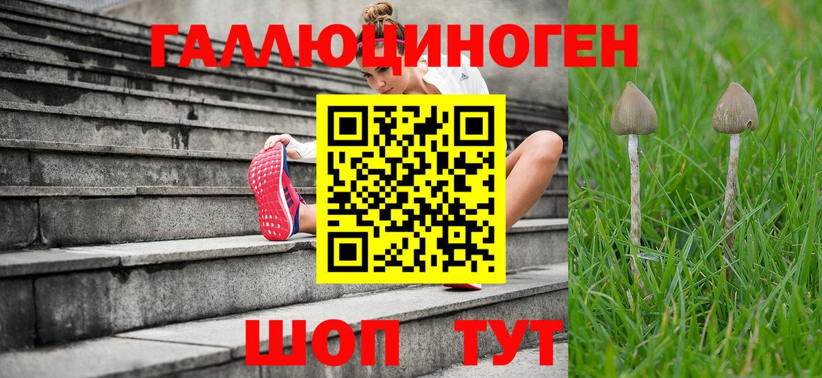 Псилоцибиновые грибы Psilocybe Зеленогорск